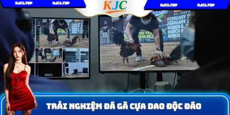 Trải nghiệm đá gà cựa dao độc đáo