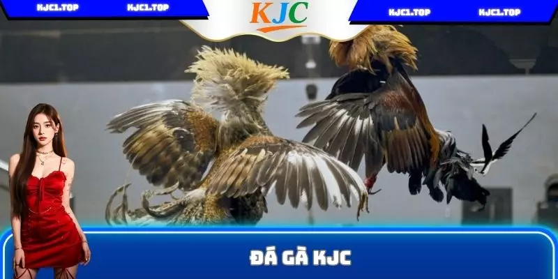 Đá Gà KJC - Trải Nghiệm Sân Chơi Kịch Tính, Giải Trí Thú Vị